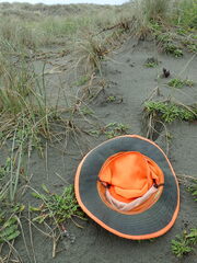 Ileodictyon cibarium