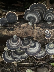 Microporus affinis