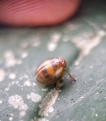 Hemisphaerius