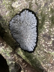 Physcia caesia