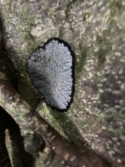 Physcia caesia