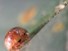 Hemisphaerius