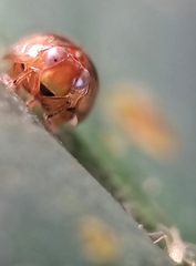 Hemisphaerius