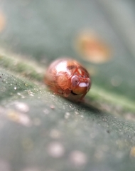 Hemisphaerius