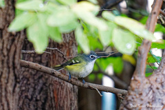 Vireo solitarius