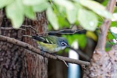 Vireo solitarius