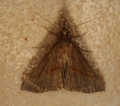 Hypena obacerralis