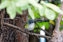 Vireo solitarius