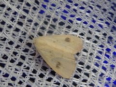 Rivula sericealis