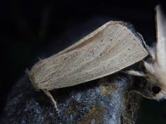 Ctenostola sparganoides
