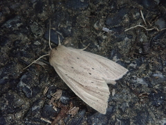 Ctenostola sparganoides