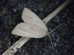 Ctenostola sparganoides