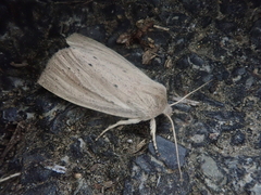 Ctenostola sparganoides