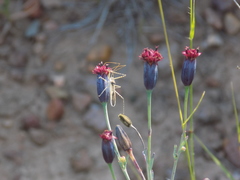 Porophyllum linaria