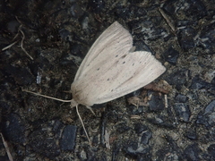 Ctenostola sparganoides