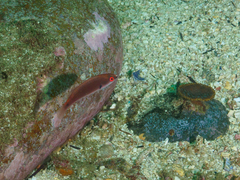 Cirrhilabrus punctatus