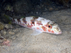 Mulloidichthys flavolineatus