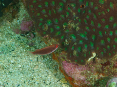 Cirrhilabrus punctatus