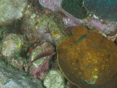 Cirrhilabrus punctatus