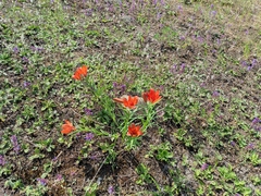 Lilium pensylvanicum