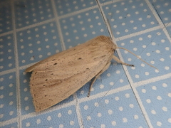 Ctenostola sparganoides