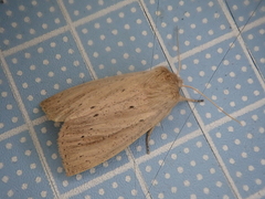 Ctenostola sparganoides