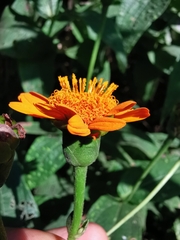 Lasianthaea macrocephala