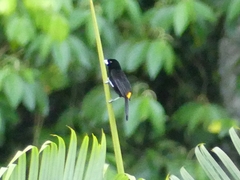 Ramphocelus flammigerus