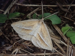 Chariaspilates formosaria