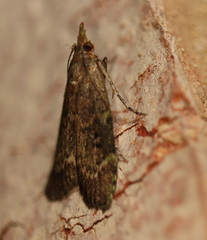 Heteromicta tripartitella