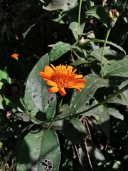 Lasianthaea macrocephala