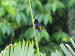 Ramphocelus flammigerus