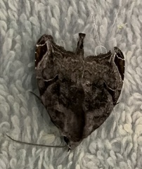 Androlymnia torsivena