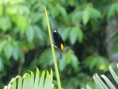 Ramphocelus flammigerus