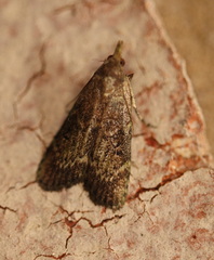 Heteromicta tripartitella