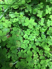 Hydrocotyle elongata