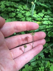 Hydrocotyle elongata