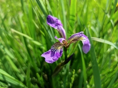 Iris setosa