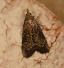 Heteromicta tripartitella