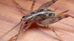 Pleioplectron simplex