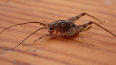 Pleioplectron simplex