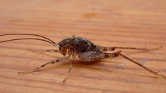 Pleioplectron simplex