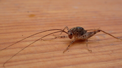 Pleioplectron simplex