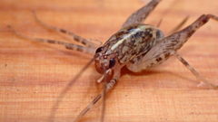 Pleioplectron simplex