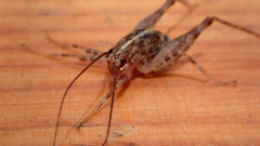 Pleioplectron simplex