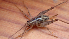 Pleioplectron simplex