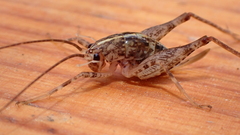 Pleioplectron simplex