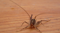 Pleioplectron simplex