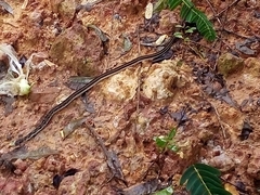 Amphiesma stolatum