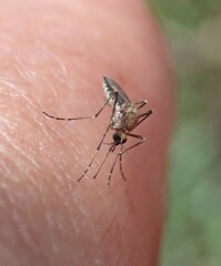Aedes camptorhynchus